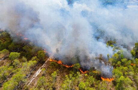Incendi boschivi in Italia 2026