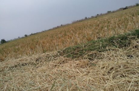 Danni agricoli causati da eventi climatici estremi