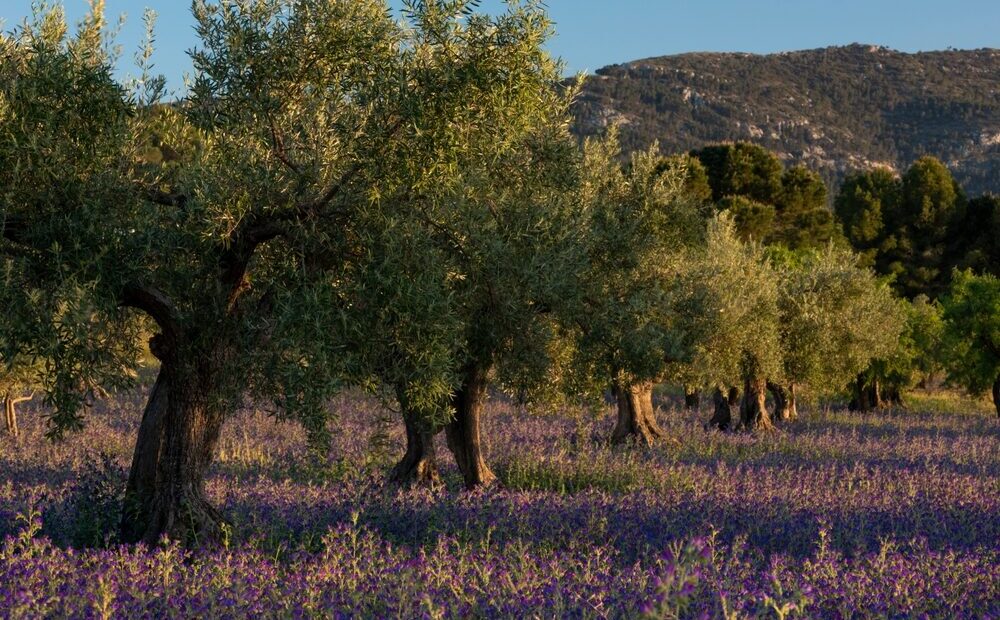 Giacenze di olio d'oliva in Italia