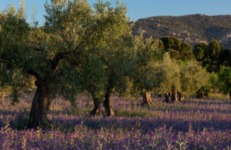 Giacenze di olio d'oliva in Italia