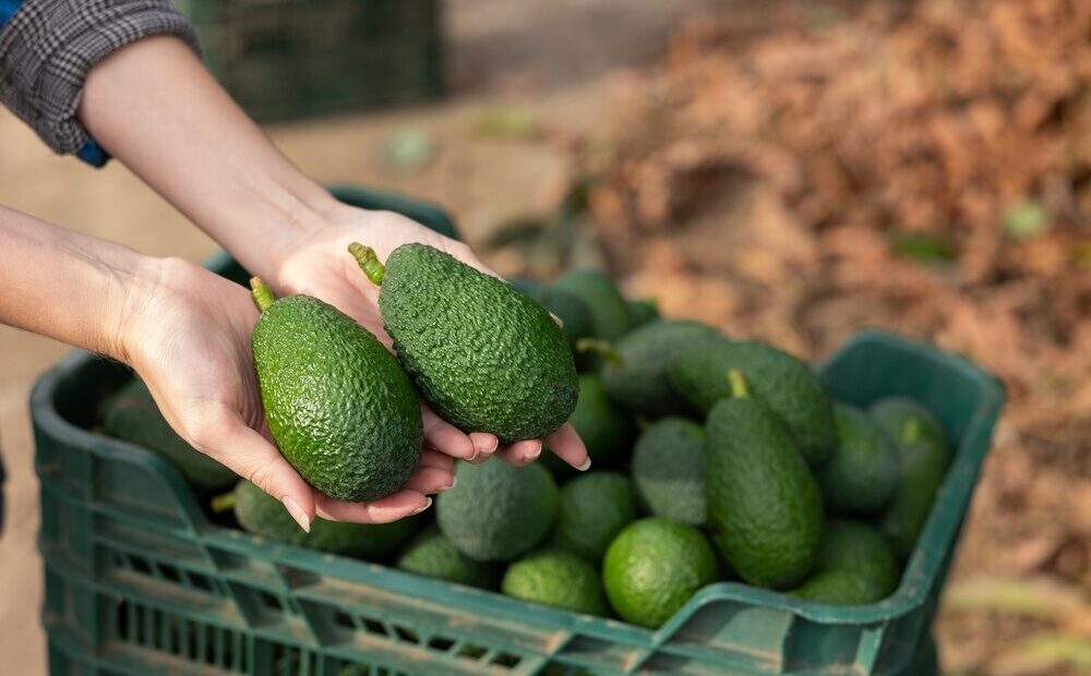 Produzione di avocado in Sicilia