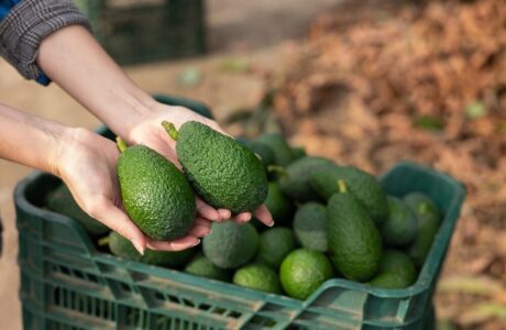 Produzione di avocado in Sicilia