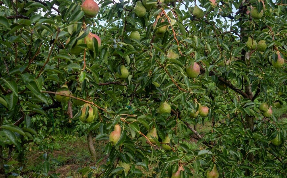 Pere italiane pronte per l'export