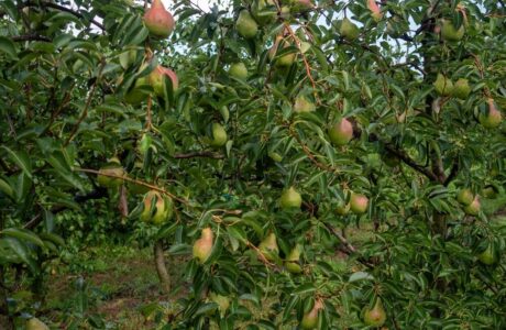 Pere italiane pronte per l'export