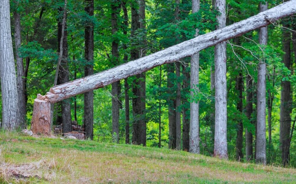 Aumento dei costi nella produzione di pannelli in legno