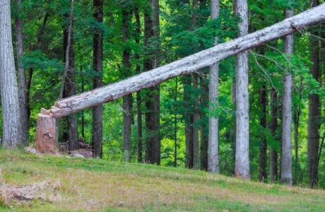 Aumento dei costi nella produzione di pannelli in legno