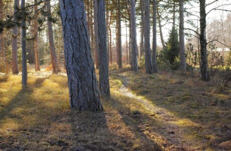 Alberi piantati in Italia nel 2025